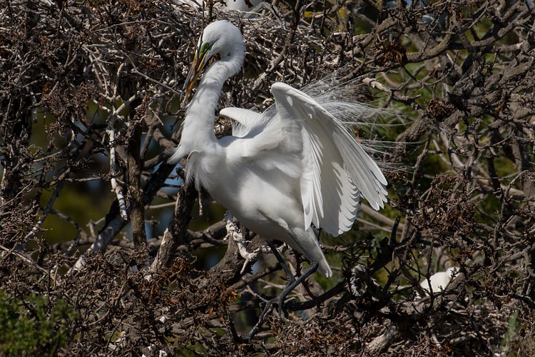 Great Egret (Ardea alba) - nest-building