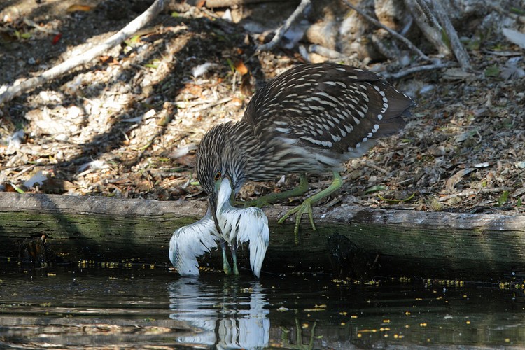 Black-crowned Night Heron chick eating Snowy Egret chick
