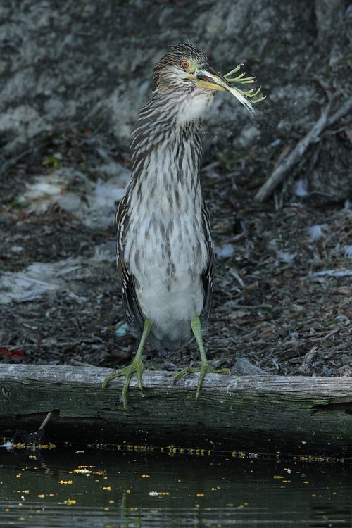 Black-crowned Night Heron chick eating Snowy Egret chick