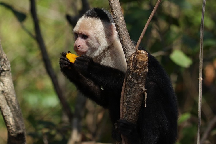 White-headed Capuchin
