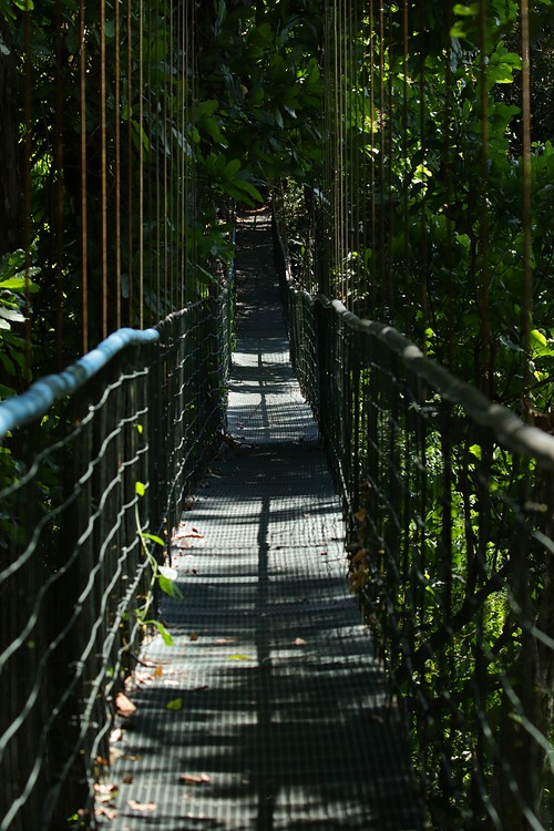 Rainforest bridge