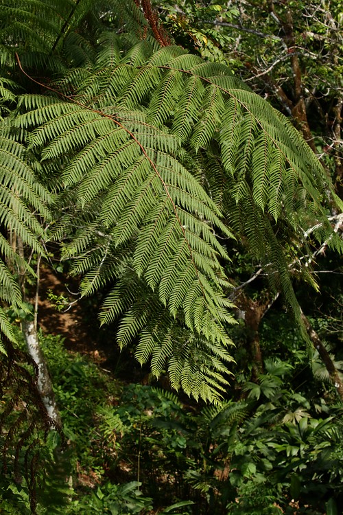 Tree fern