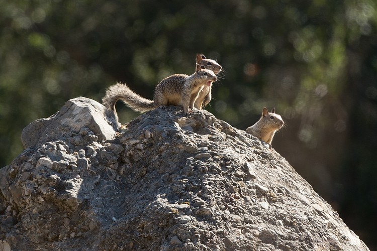 California ground squirrels (Otospermophilus beecheyi)