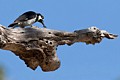 Acorn woodpecker (Melanerpes formicivorus)