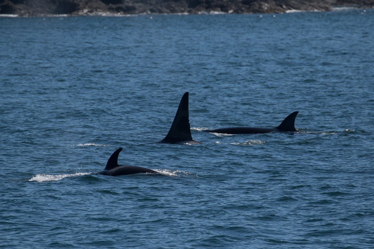 Male and female adult Orcas and calf