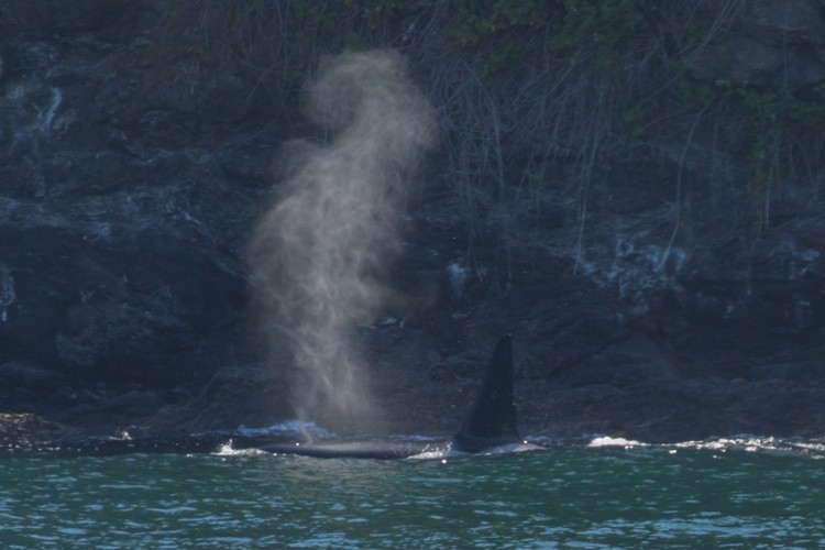 Male Orca spouting