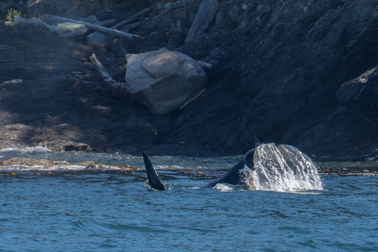 Male Orca tail-slapping near shore
