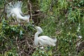 Snowy Egrets passing nesting material