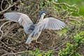 Black-crowned Night Heron with nesting material