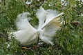 Snowy Egrets - mating pair