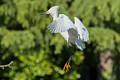 Snowy Egret With Nesting Material