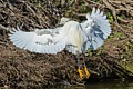 Snowy Egret - Landing