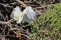 Snowy Egret - Landing