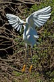 Snowy Egret - With Nesting Material