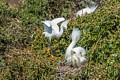 Snowy Egret (Male) Brings Nesting Material