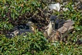 Black-crowned Night Heron Family