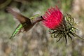 Annas Hummingbird feeding on thistle