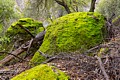 Moss covered rock
