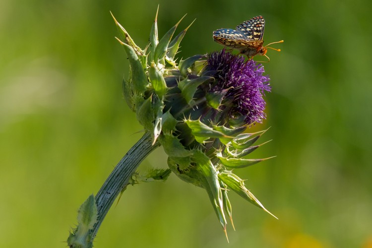 Checkerspot Butterfly on Thistle