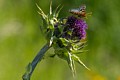 Checkerspot Butterfly on Thistle