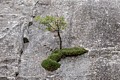Tree on cliff