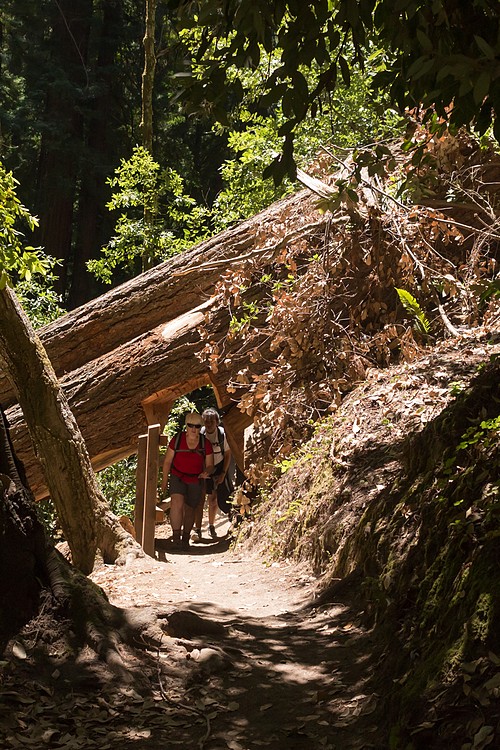 Hikers on Berry Creek Falls Trail