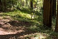 Big Basin Redwoods State Park - July 18, 2017