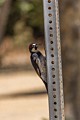 Acorn Woodpecker - metal grainary