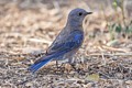 Western Bluebird - female
