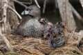 Parent and chicks resting