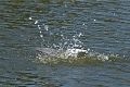 Lakeshore Park Terns - May 20, 2017