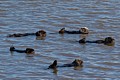 California Sea Otter raft