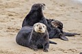 California Sea Otters - Moss Landing