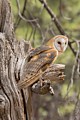 Barn Owl (captive)