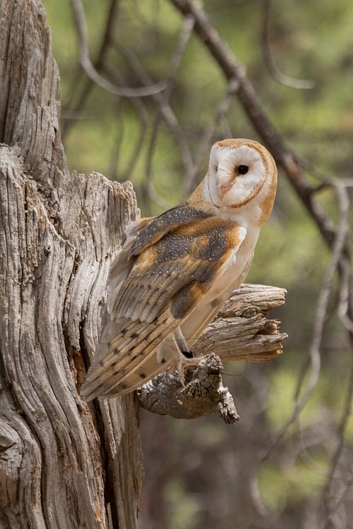 Barn Owl (captive)