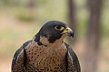 Peregrine falcon (captive)