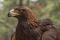 Golden Eagle (captive)