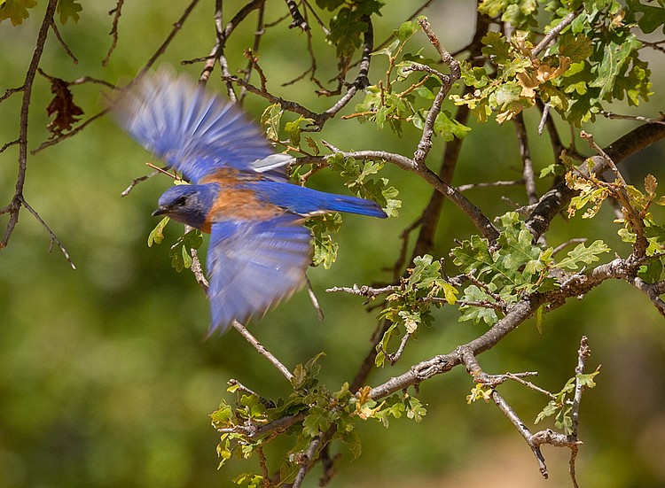 Western Bluebird - male
