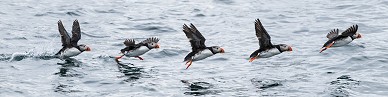 Puffin take-off sequence