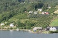 Ulvik apple and cherry orchards