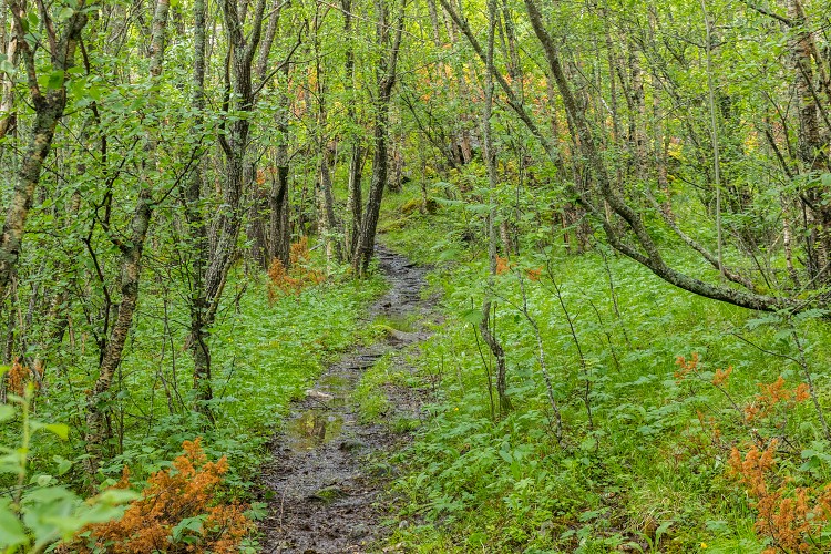 Trail to Srskottinden