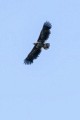 White-tailed Eagle (Sea Eagle)