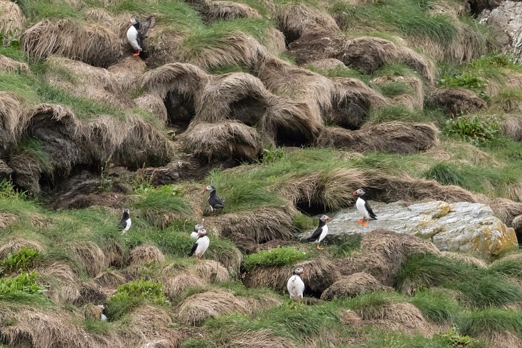 Puffin nests