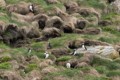 Puffin nests