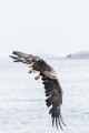 White-tailed (sea) Eagle