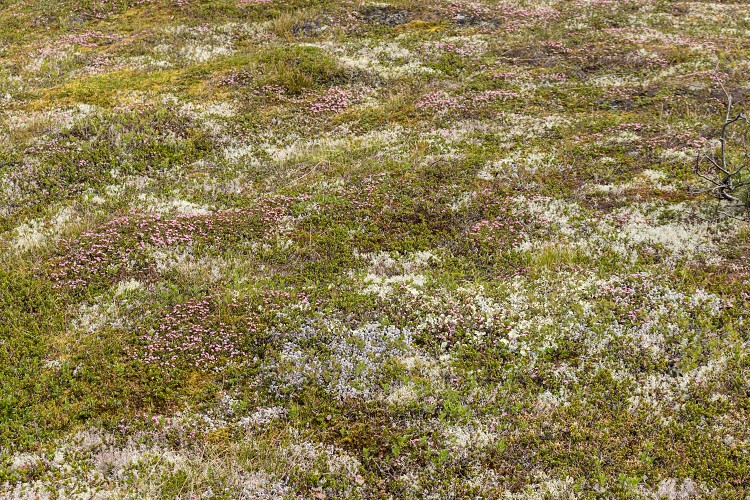 Heather and moss