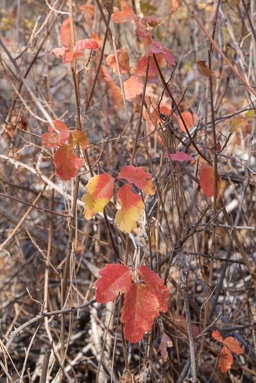 Poison Oak - fall color