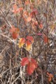 Poison Oak - fall color