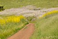 Apay Way Trail  - mustard and radish