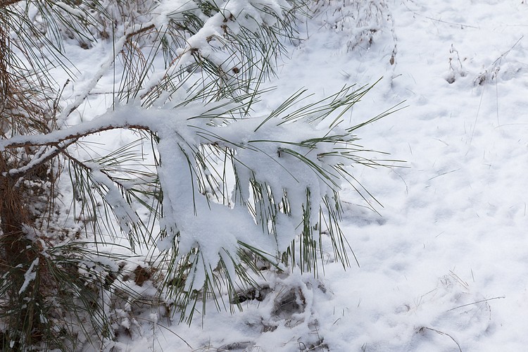 Snow-covered pine needles